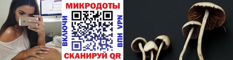 где купить наркоту  Весьегонск  Галлюциногенные грибы мицелий 